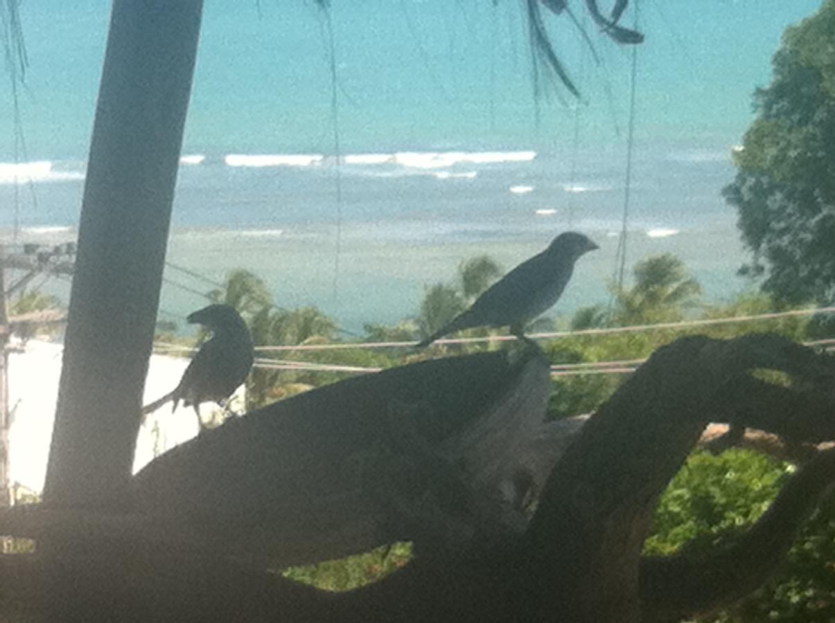 Novos Baianos Hostel E Pousada Porto Seguro Exterior photo Two juvenile birds